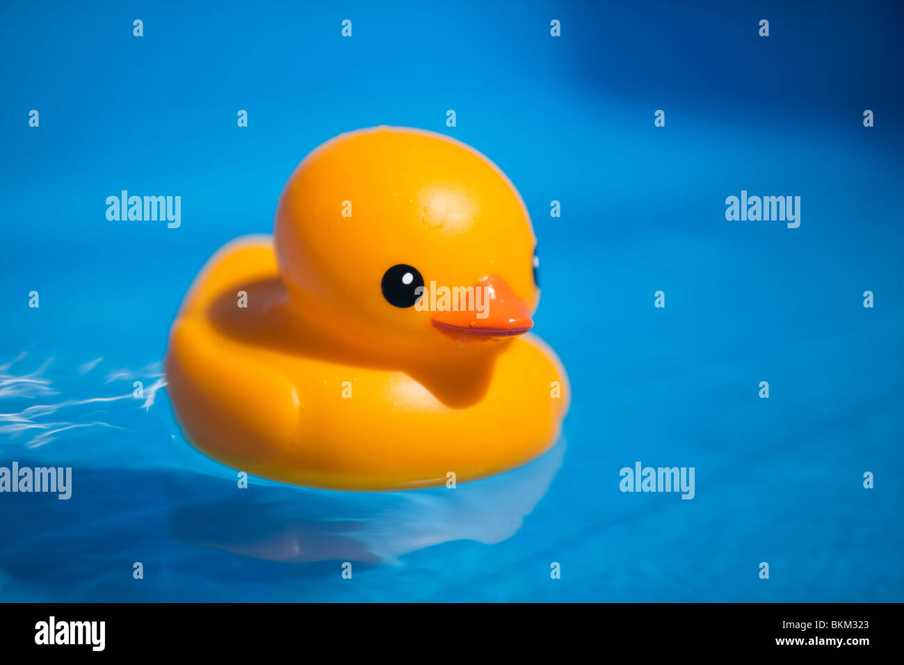 Canard en caoutchouc jaune flottant sur l'eau bleue dans la lumière du soleil. Banque D'Images