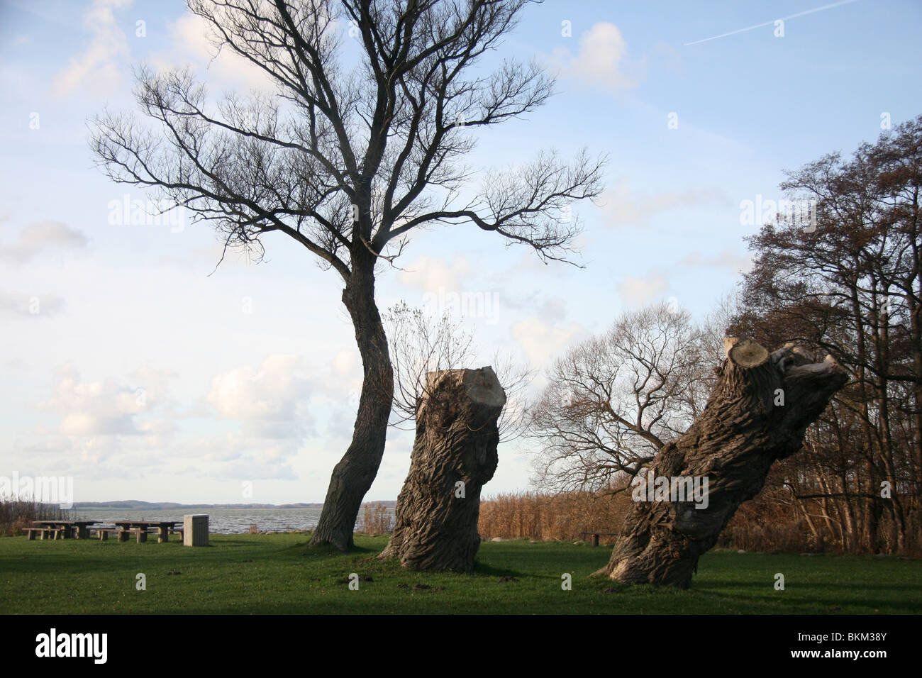 Arrêt de repos à Arresø (Lac Arreso) avec des bancs et des arbres intéressants. Le plus grand lac au Danemark, située dans le nord de la Nouvelle-Zélande. Banque D'Images