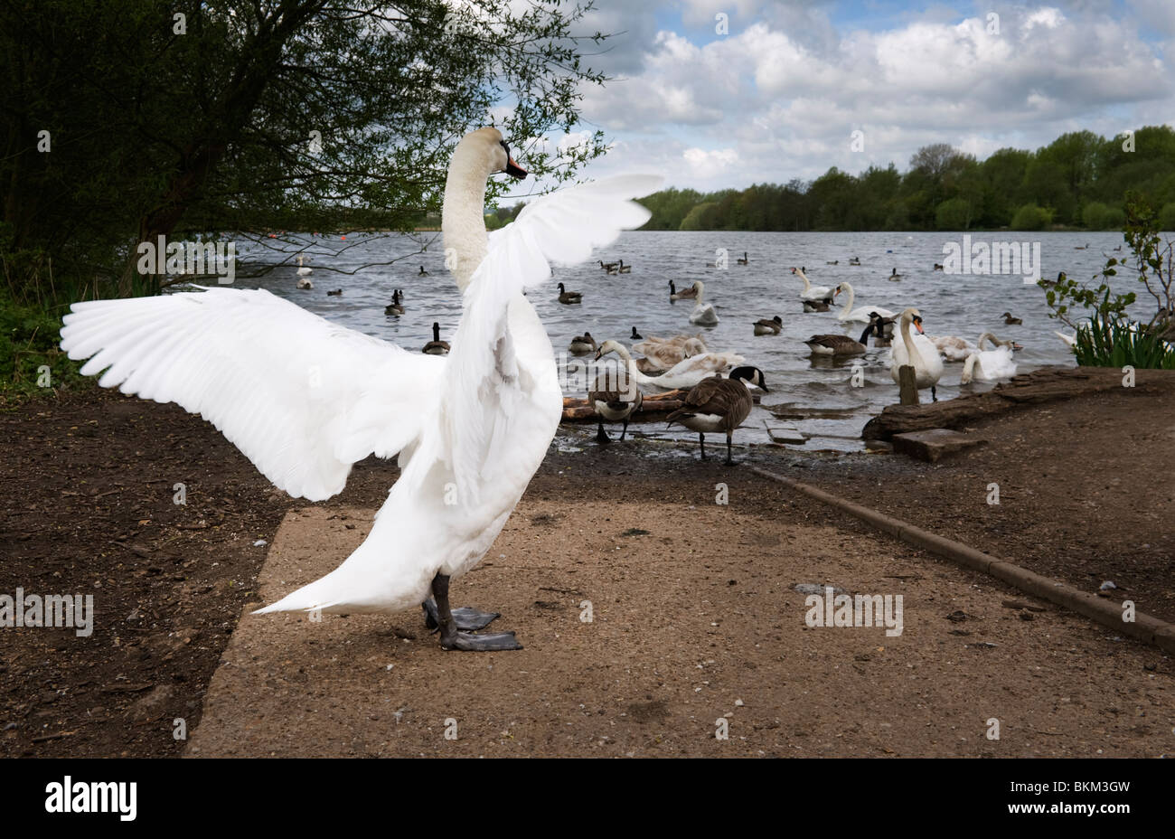 Un cygne muet avec ailes déployées sur les rives du lac Lac enterrer à Rickmansworth Aquadrome Herts UK Banque D'Images