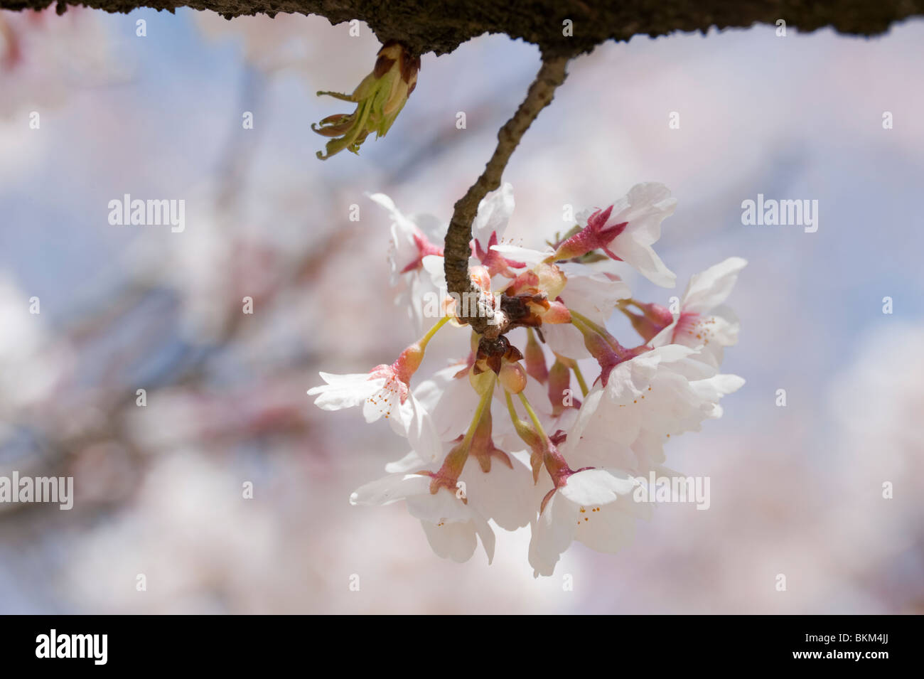 Cerises ou japonais Sakura au Japon au printemps en fleurs Banque D'Images