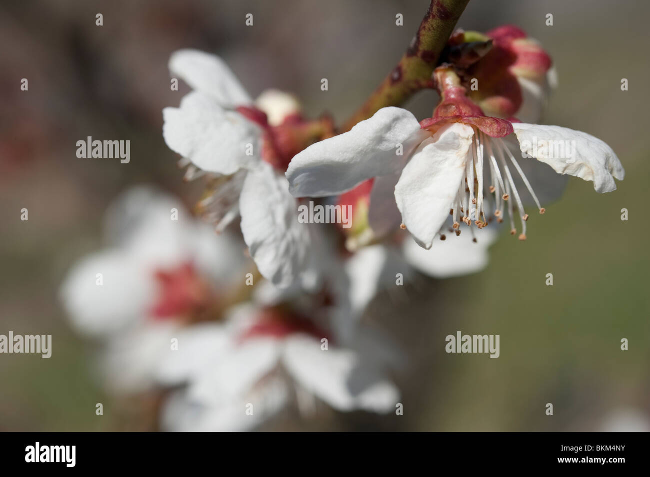 (Ume) prunus mume fleurit au printemps au Japon Banque D'Images