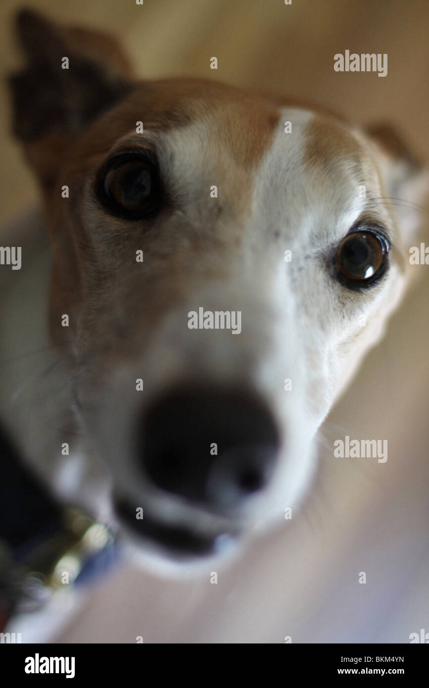 Un gros plan d'un visage de chien Greyhound Banque D'Images