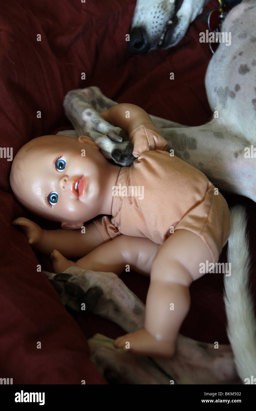 Une poupée emmêlée dans les pattes d'un chien mignon. Banque D'Images