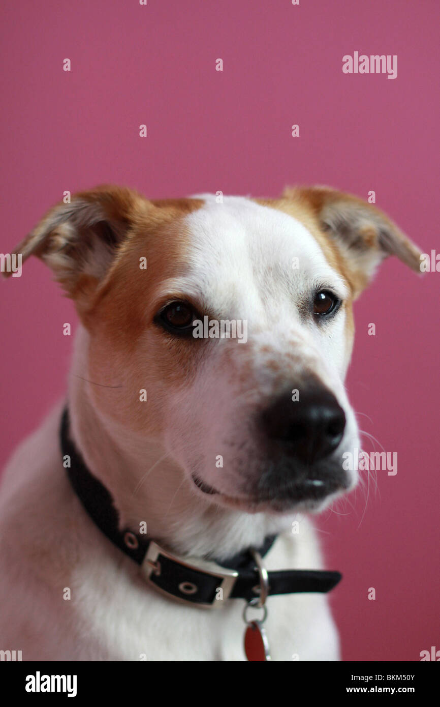 Un portrait d'un mignon petit chien marron et blanc, avec un fond rose. Banque D'Images