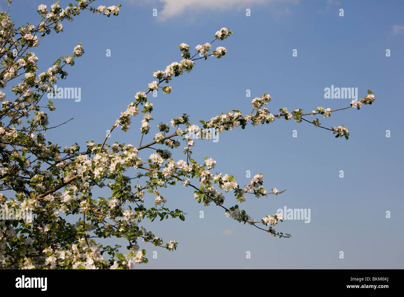 Frühling im Deister - Obstbäume printemps en Allemagne Banque D'Images
