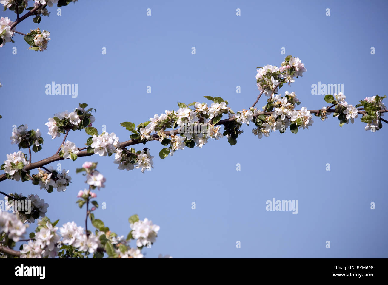 Frühling im Deister - Obstbäume printemps en Allemagne Banque D'Images