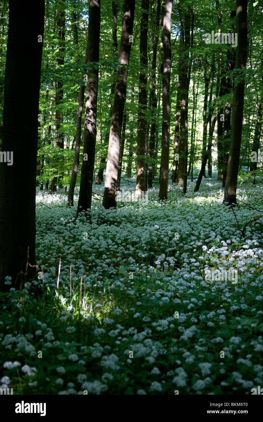 Frühling im Deister - Bärlauch printemps en Allemagne Banque D'Images