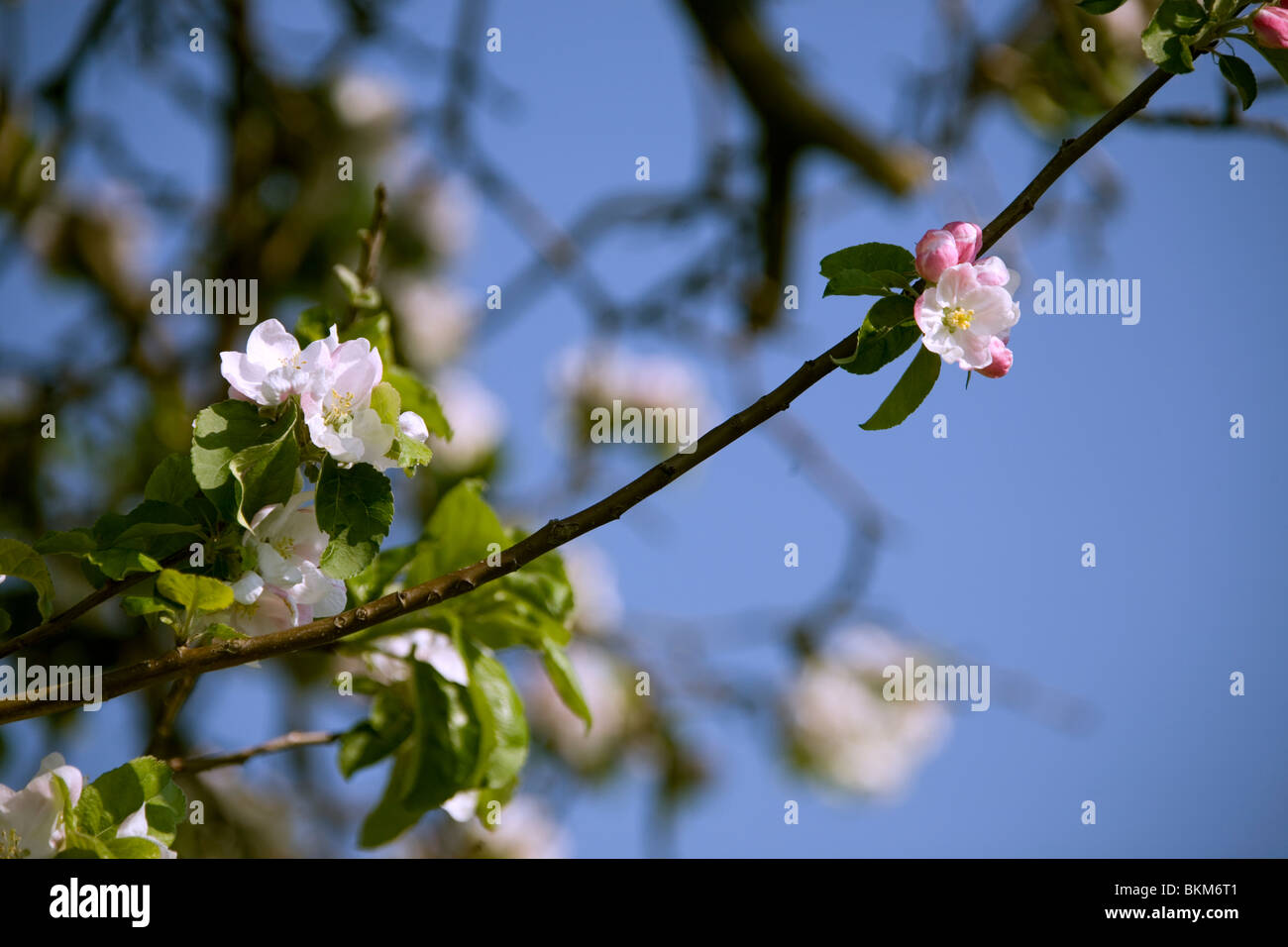 Frühling im Deister - Obstbäume printemps en Allemagne Banque D'Images