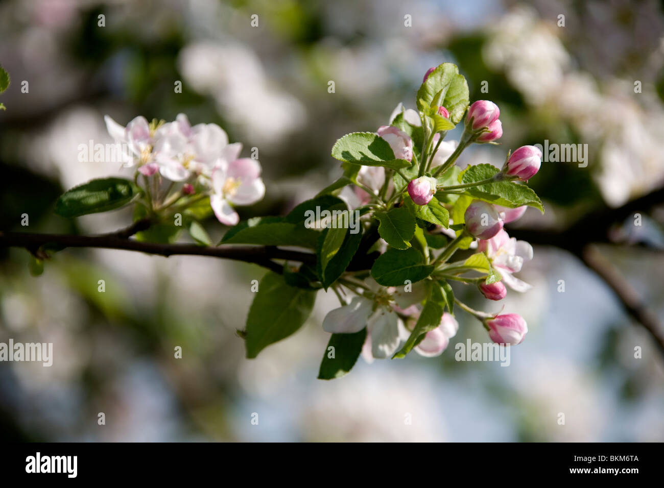 Frühling im Deister - Obstbäume printemps en Allemagne Banque D'Images