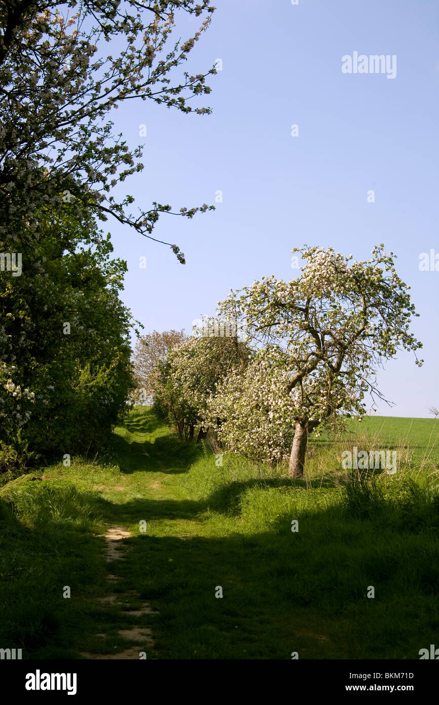 Frühling im Deister - Obstbäume printemps en Allemagne Banque D'Images