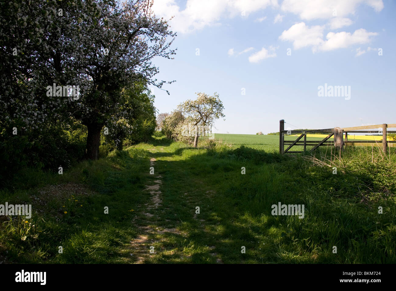 Frühling im Deister - Obstbäume printemps en Allemagne Banque D'Images