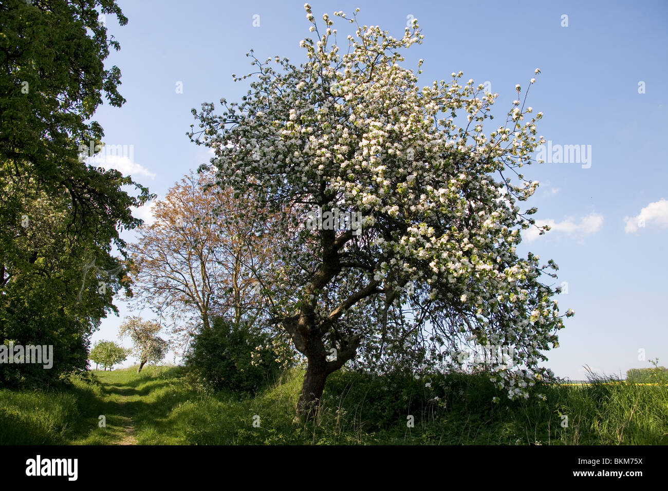 Frühling im Deister - Obstbäume printemps en Allemagne Banque D'Images