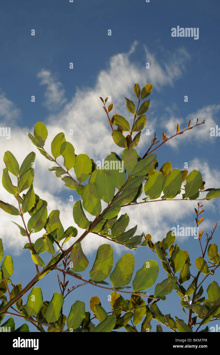 Branches caroubier (Ceratonia siliqua) Banque D'Images