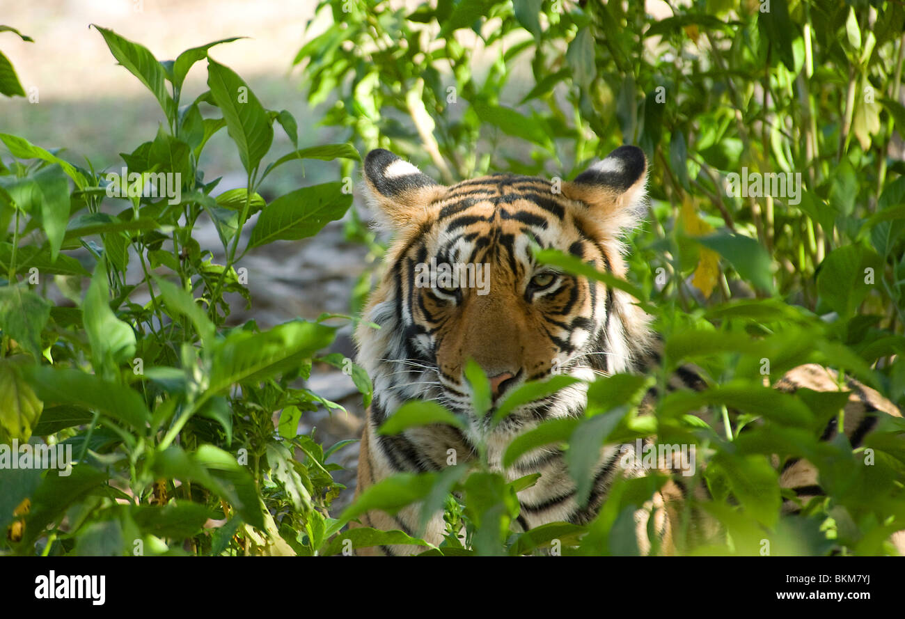 Tigre du Bengale, Panthera tigris, marche à travers la végétation, l'Inde NP Ranthambore Banque D'Images
