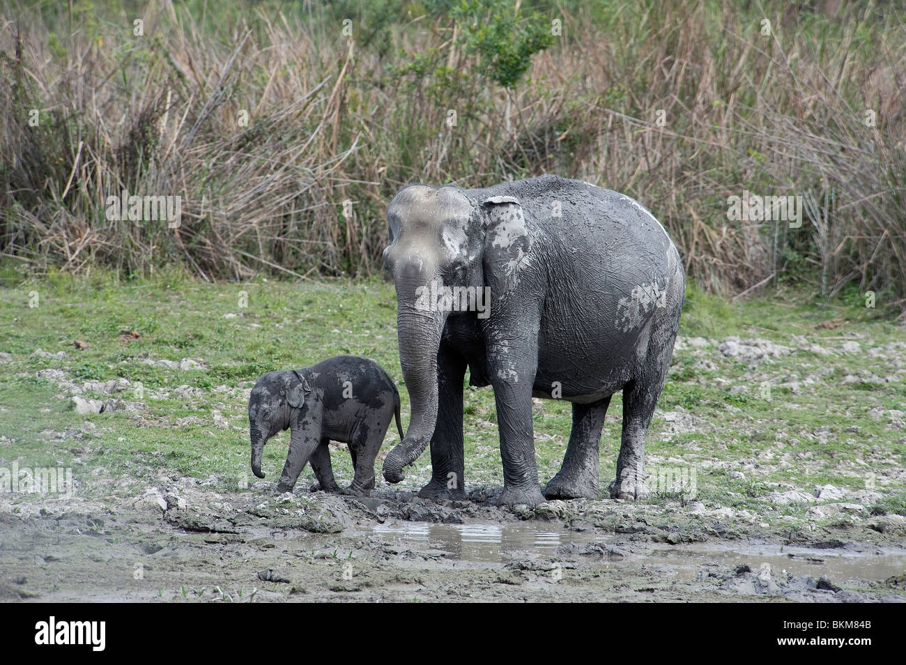 L'éléphant d'Asie, Elephas maximus, mère avec bébé sortir de la forêt pour boire, le parc national de Kaziranga, Inde Banque D'Images
