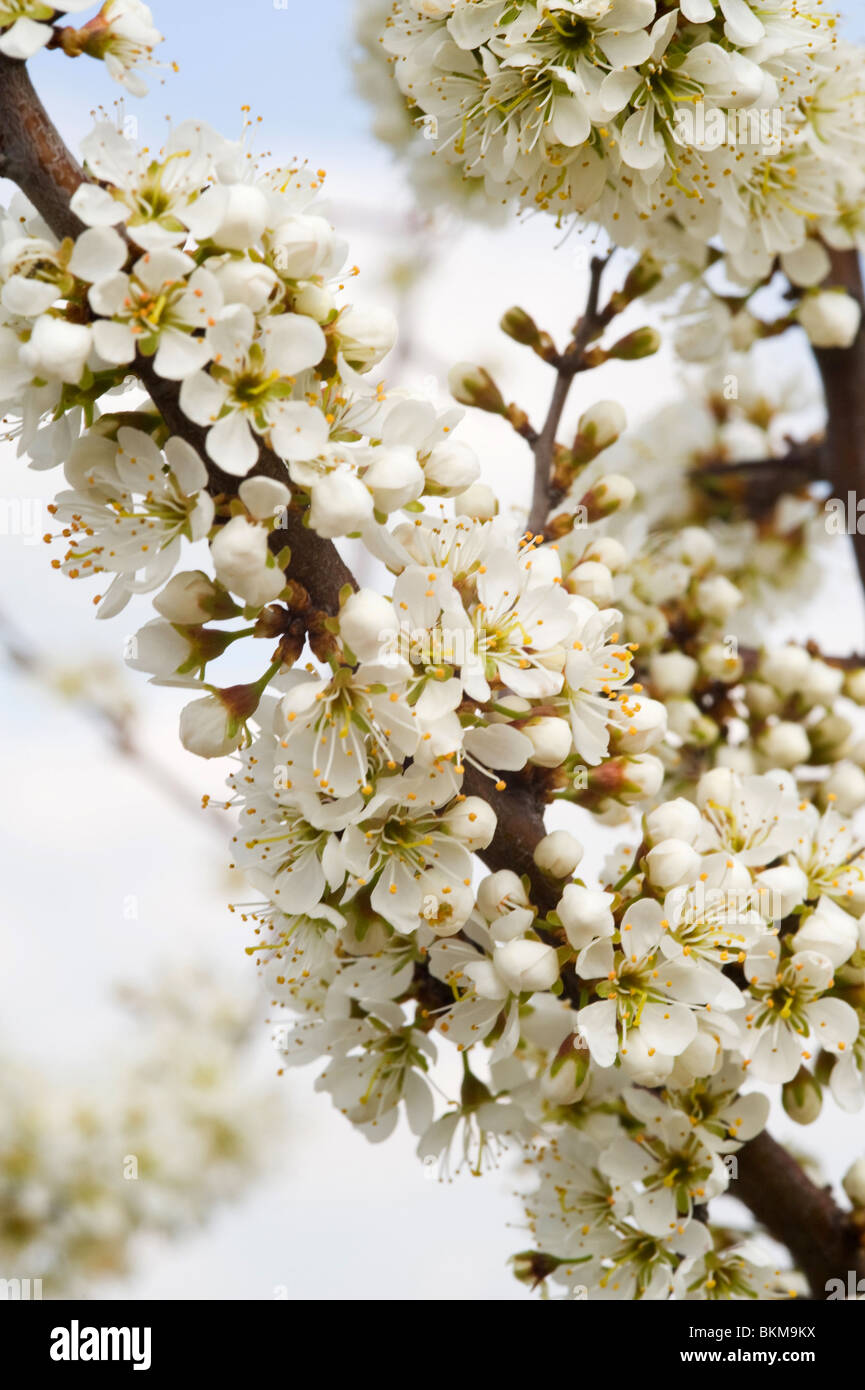 De Gros plan sur des fleurs de prunier sauvage Arbre dans Hameau de Laval, près de Pradinas Aveyron Midi-Pyrénées France Banque D'Images