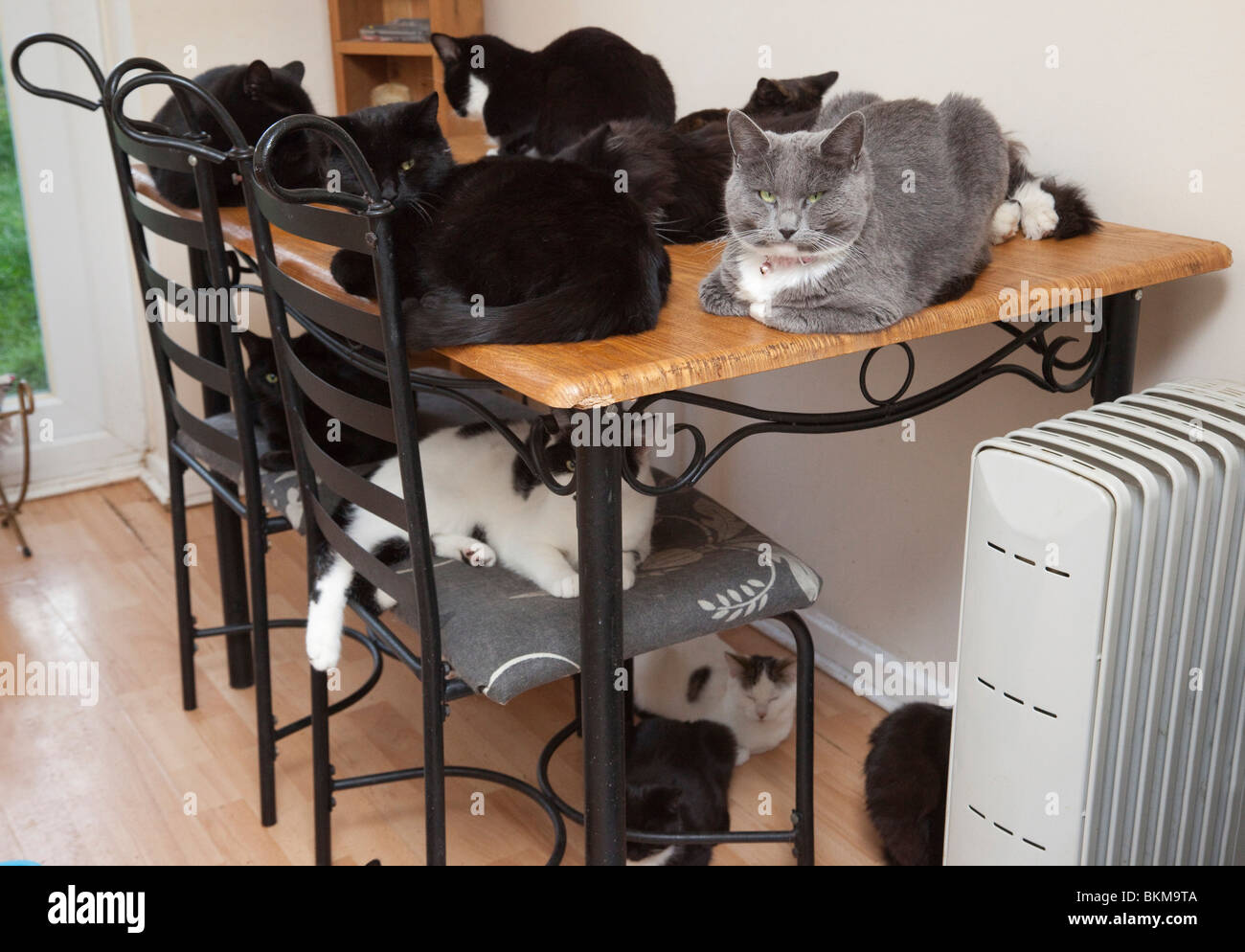 Les chats domestiques à l'intérieur des maisons au Royaume-Uni Banque D'Images