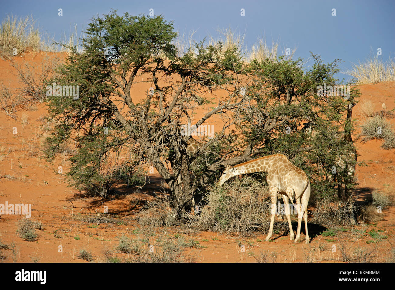 Une Girafe (Giraffa camelopardalis) se nourrissent d'une camel thorn Acacia, Kgalagadi Transfrontier Park, Afrique du Sud Banque D'Images
