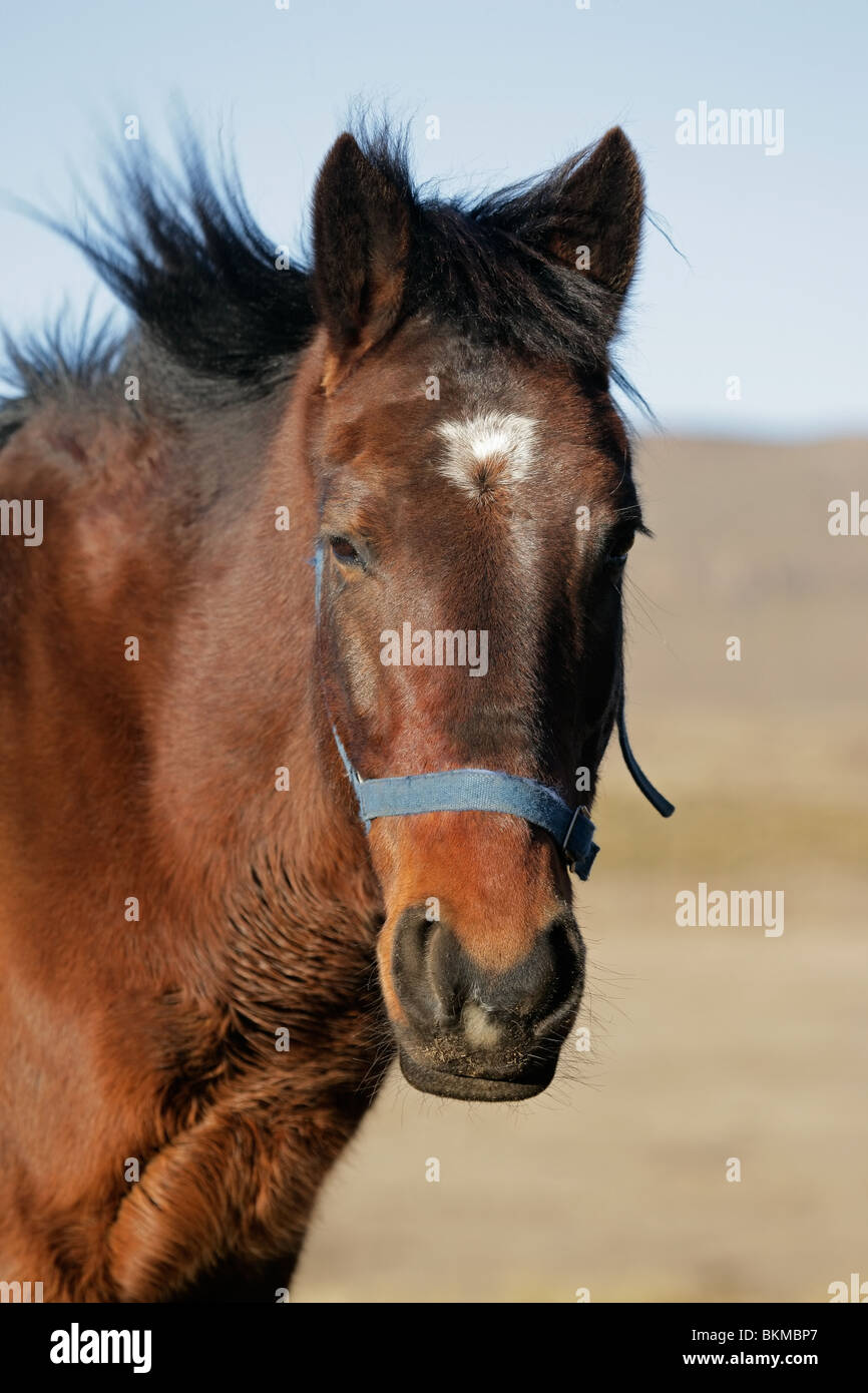 Portrait d'un cheval brun Banque D'Images