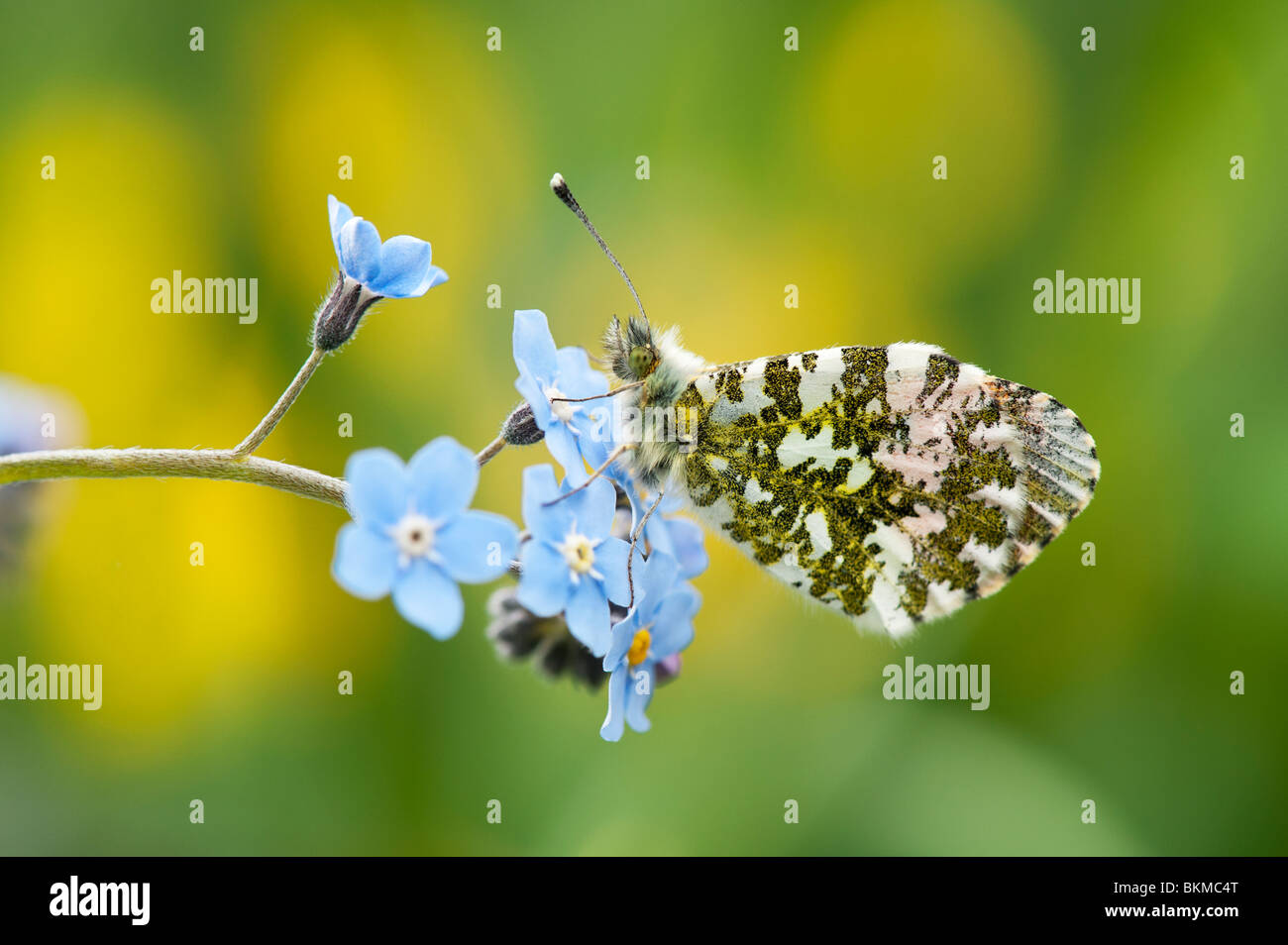 Anthocharis cardamines. Papillon Orange tip en appui sur 'Forget me not' fleurs dans un jardin Banque D'Images