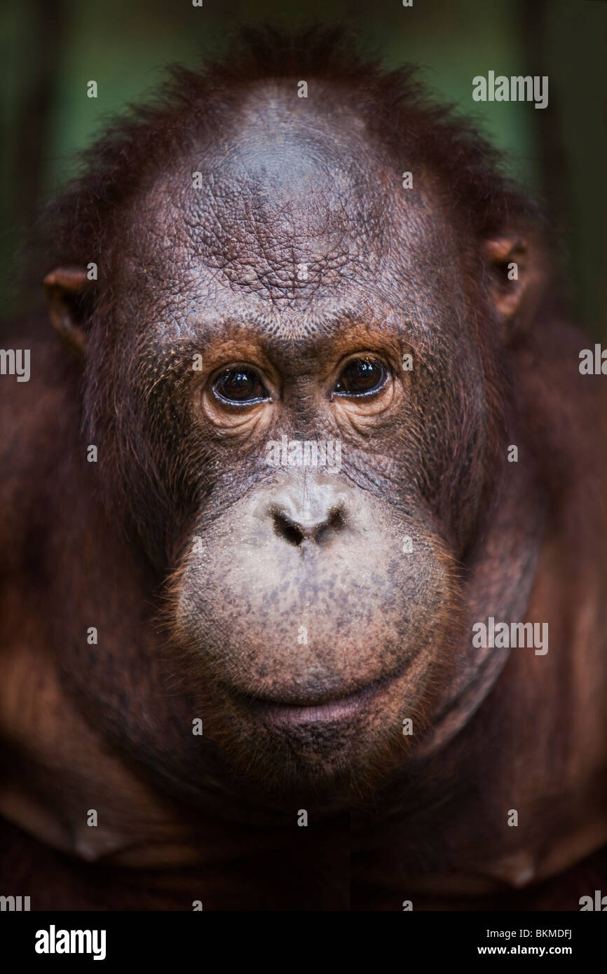 Portrait d'un orang-outan (Pongo pygmaeus). Centre de réhabilitation des Orang-outans de Sepilok, Sandakan, Sabah, Bornéo, Malaisie. Banque D'Images