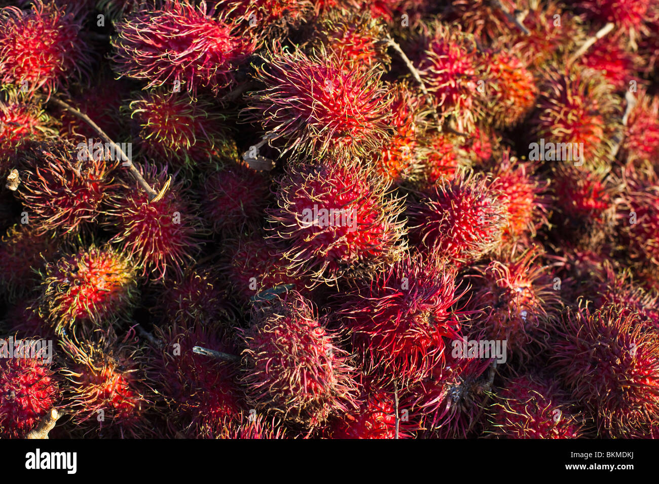 Ramboutans fruits pour la vente à un décrochage du marché. Sandakan, Sabah, Bornéo, Malaisie. Banque D'Images