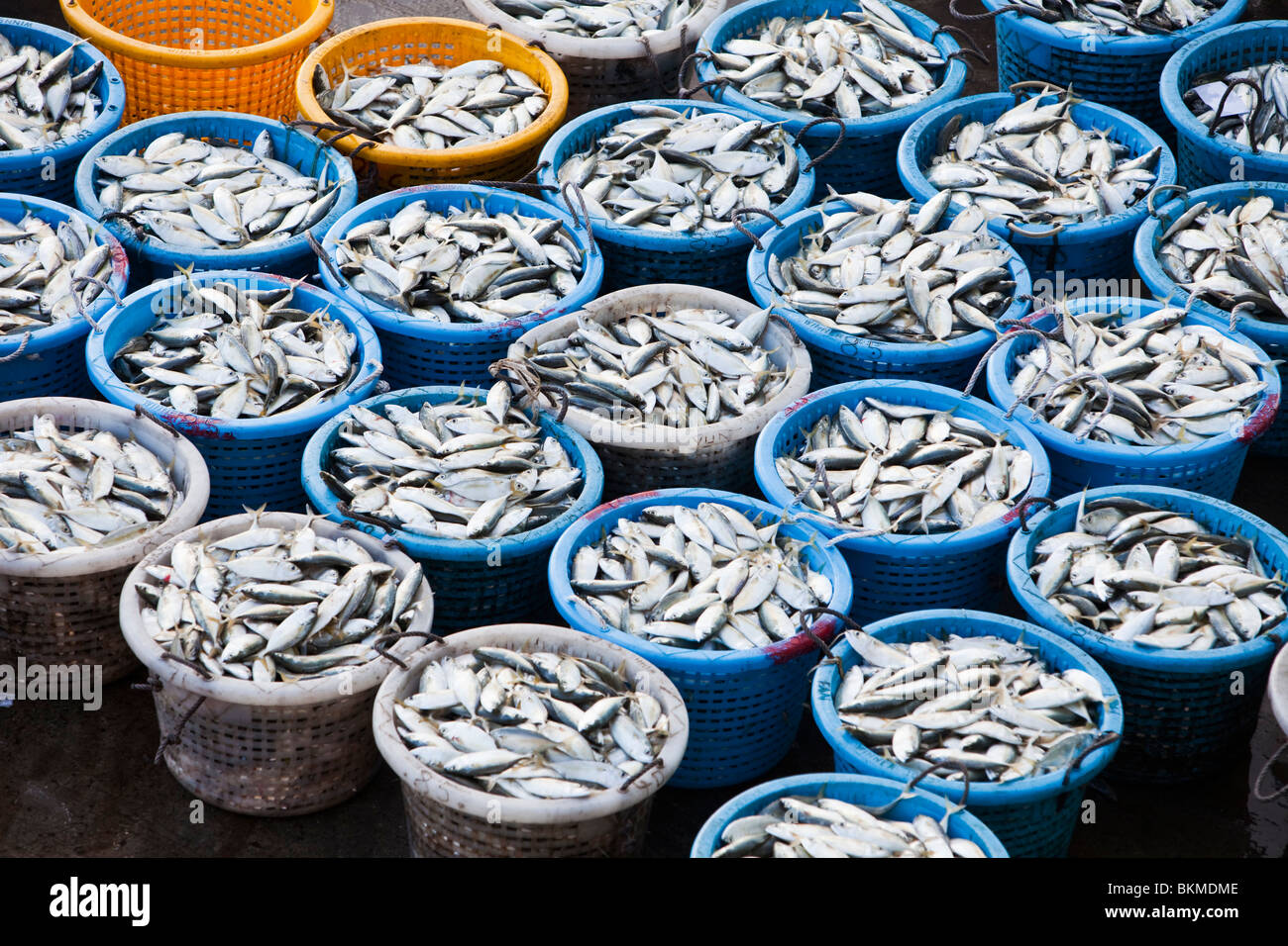 Poisson frais à vendre au bord de l'eau du marché aux poissons. Sandakan, Sabah, Bornéo, Malaisie. Banque D'Images