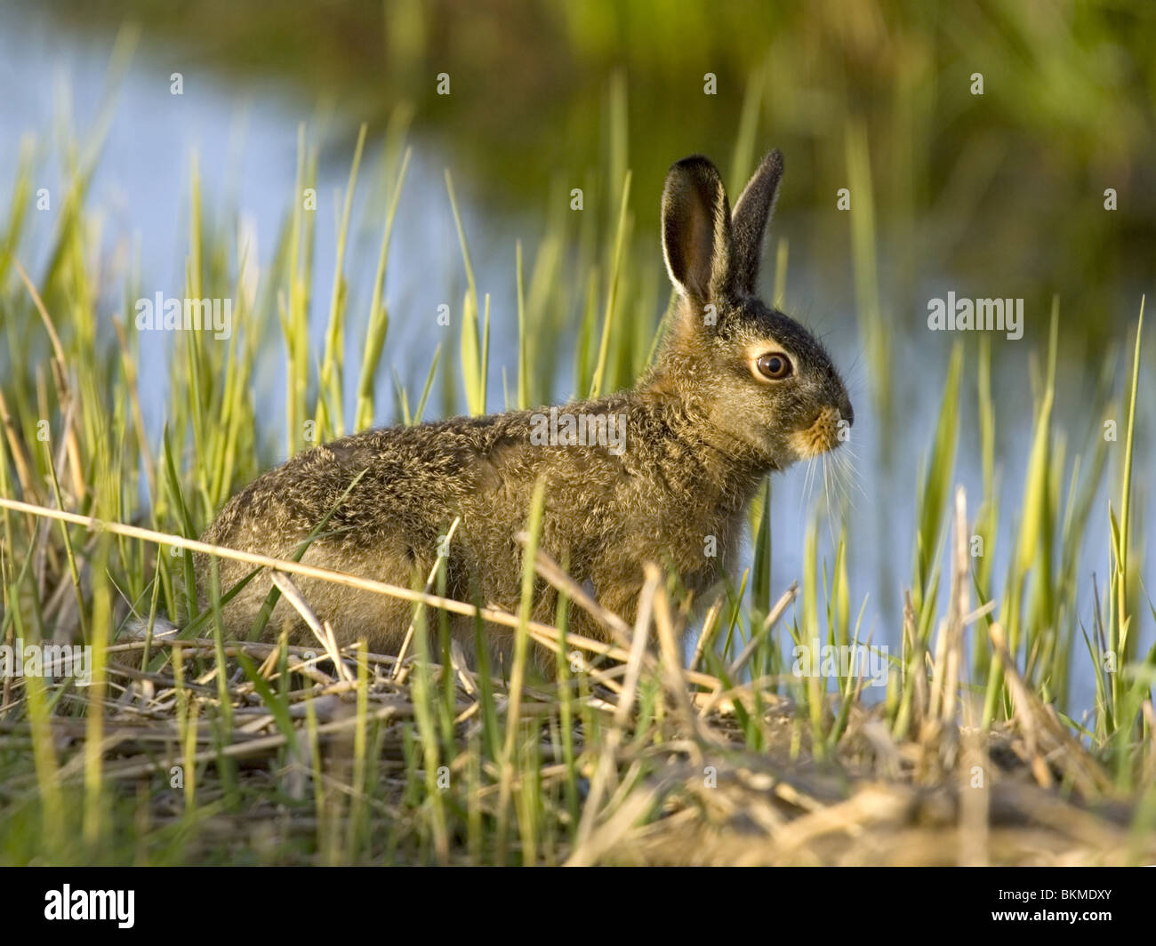European brown hare de roseaux par lake Banque D'Images