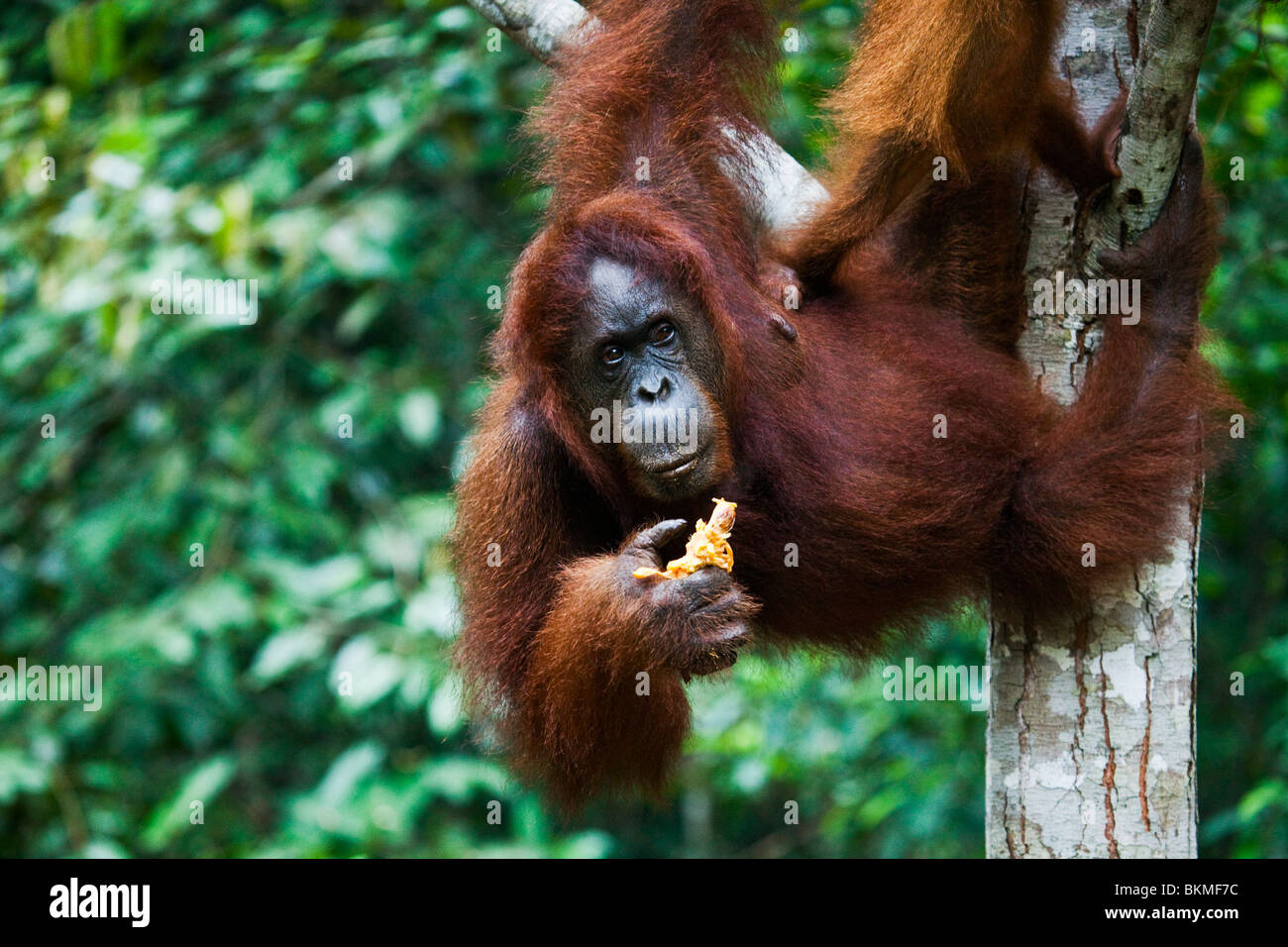 Un orang-outan (Pongo pygmaeus) se nourrissant de fruits à Semenngoh Wildlife Centre. Kuching, Sarawak, Bornéo, Malaisie. Banque D'Images
