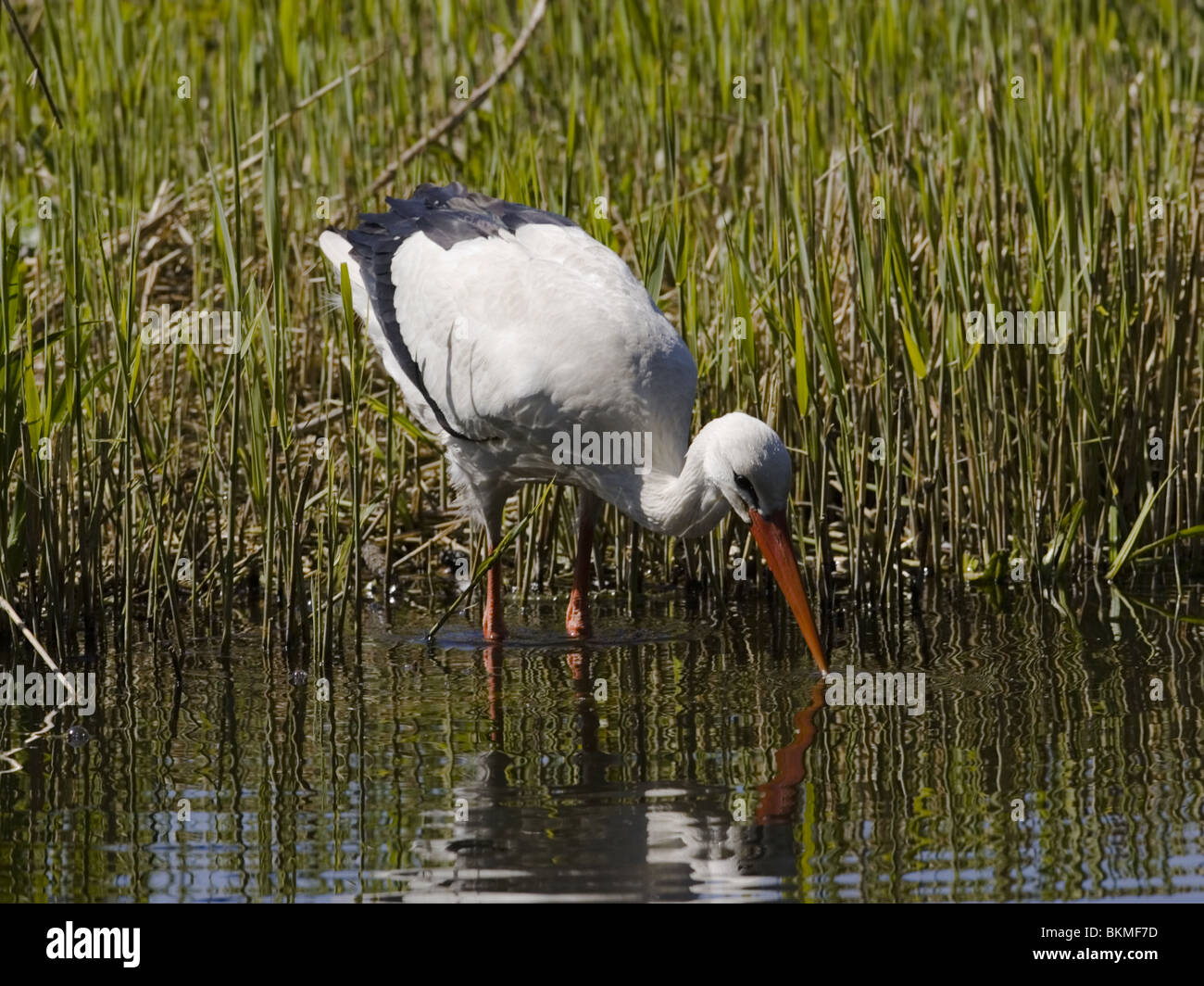 Cigogne blanche Banque D'Images