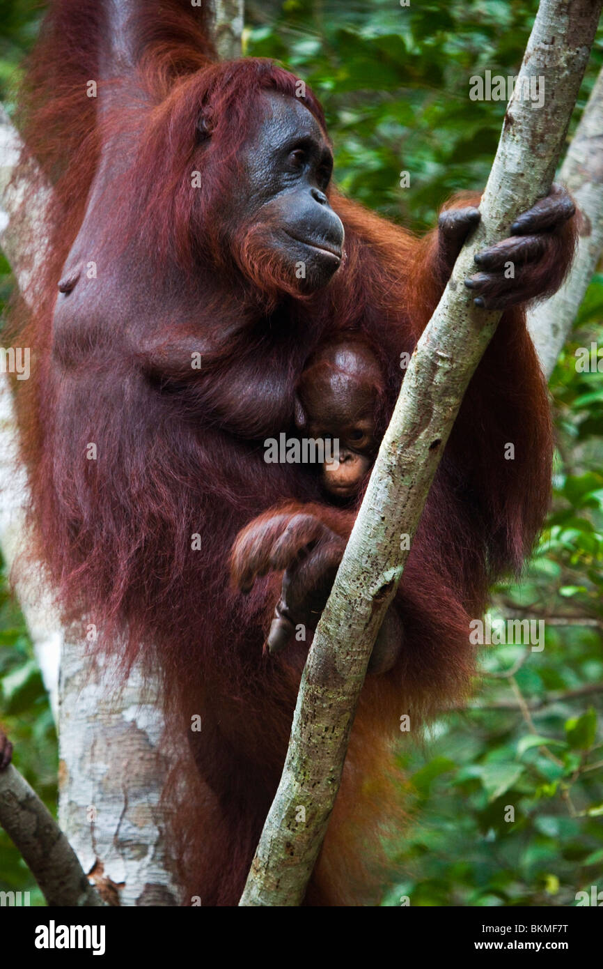 Un orang-outan (Pongo pygmaeus) et ses jeunes à Semenngoh Wildlife Centre. Kuching, Sarawak, Bornéo, Malaisie. Banque D'Images