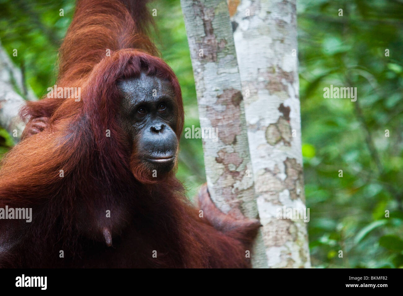 Des profils orang-outan (Pongo pygmaeus). Semenngoh Wildlife Centre, Kuching, Sarawak, Bornéo, Malaisie. Banque D'Images