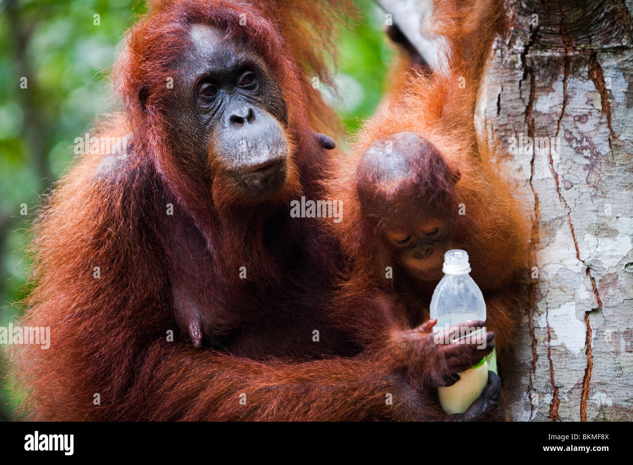 Un orang-outan (Pongo pygmaeus) et ses jeunes partageant un verre. Semenngoh Wildlife Centre, Kuching, Sarawak, Bornéo, Malaisie. Banque D'Images
