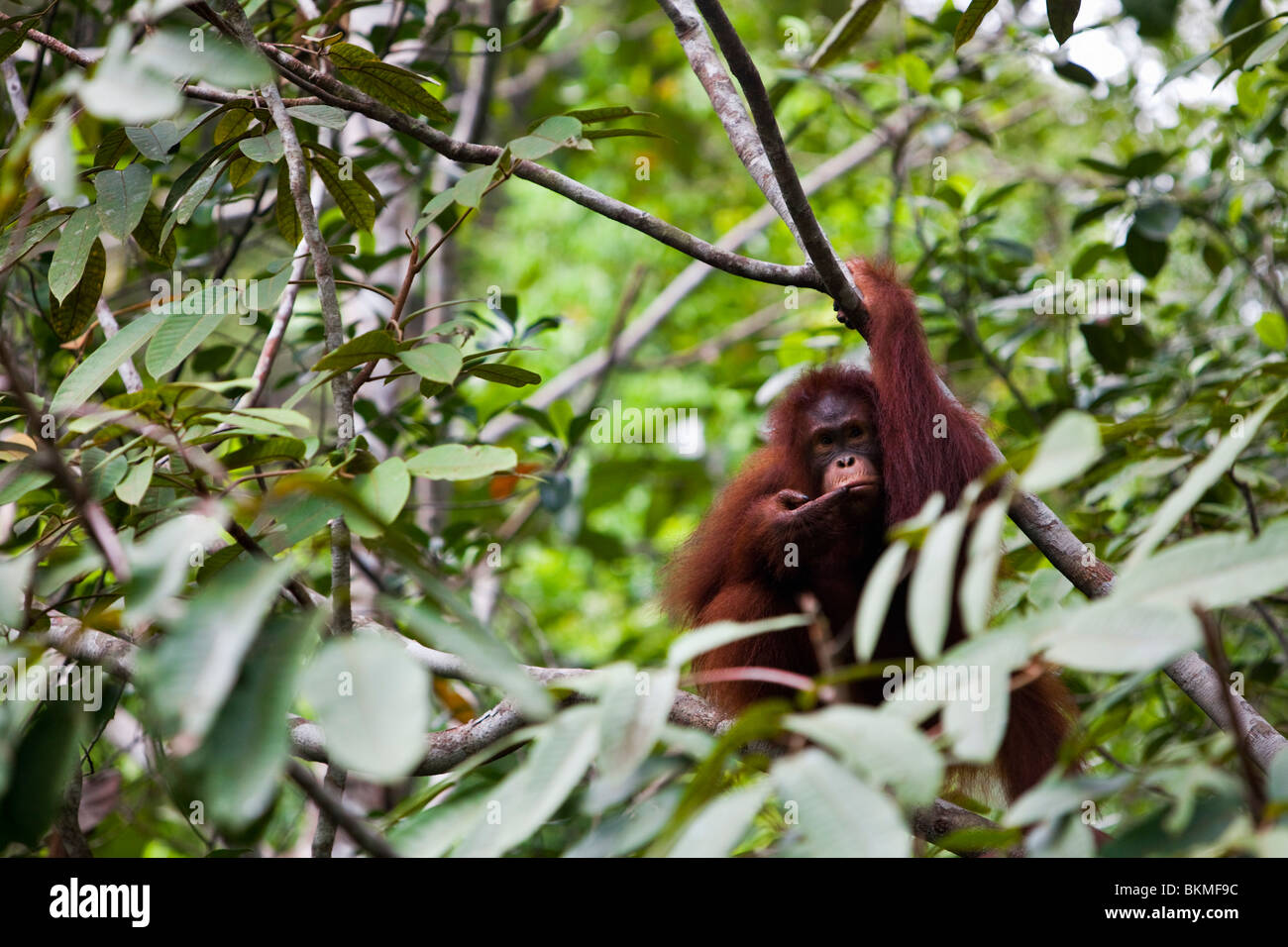 Orang-outan (Pongo pygmaeus) dans les arbres. Semenngoh Wildlife Centre, Kuching, Sarawak, Bornéo, Malaisie. Banque D'Images