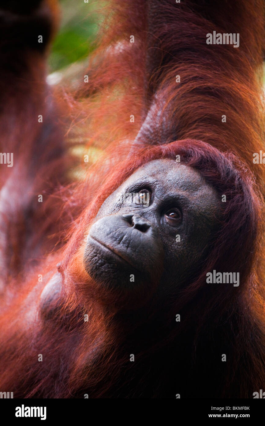 Portrait d'un adulte orang-outan (Pongo pygmaeus). Semenngoh Wildlife Centre, Kuching, Sarawak, Bornéo, Malaisie. Banque D'Images