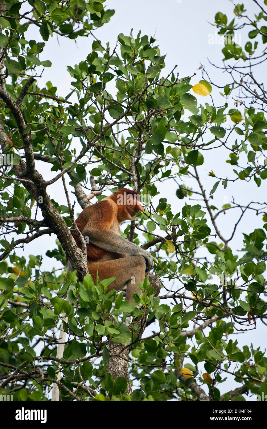 Proboscis Monkey (Nasalis larvatus) assis dans la cime des arbres de la mangrove. Parc national de Bako, Kuching, Sarawak, Bornéo, Malaisie. Banque D'Images