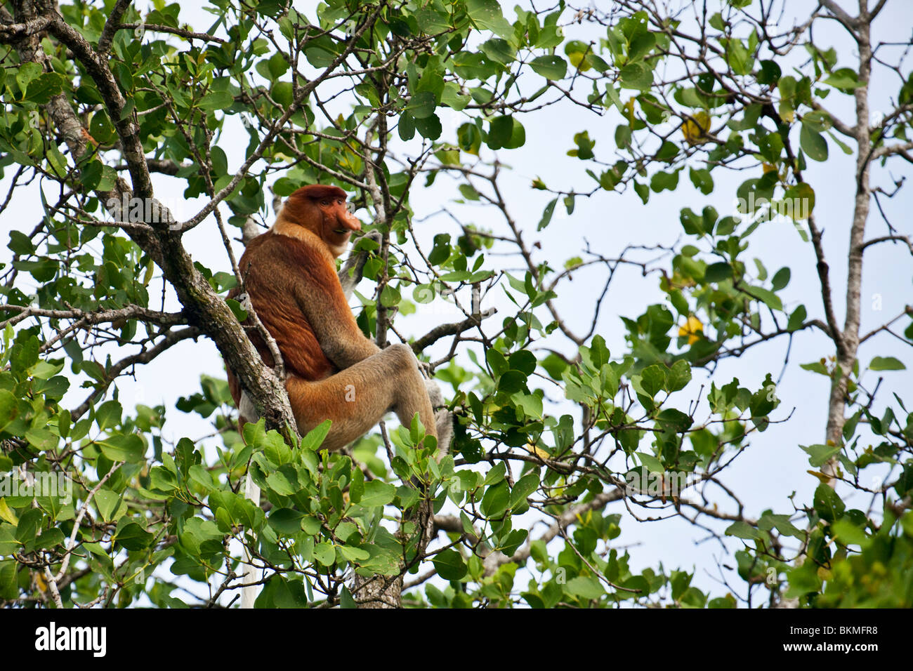Proboscis Monkey (Nasalis larvatus) assis dans la cime des arbres de la mangrove. Parc national de Bako, Kuching, Sarawak, Bornéo, Malaisie. Banque D'Images