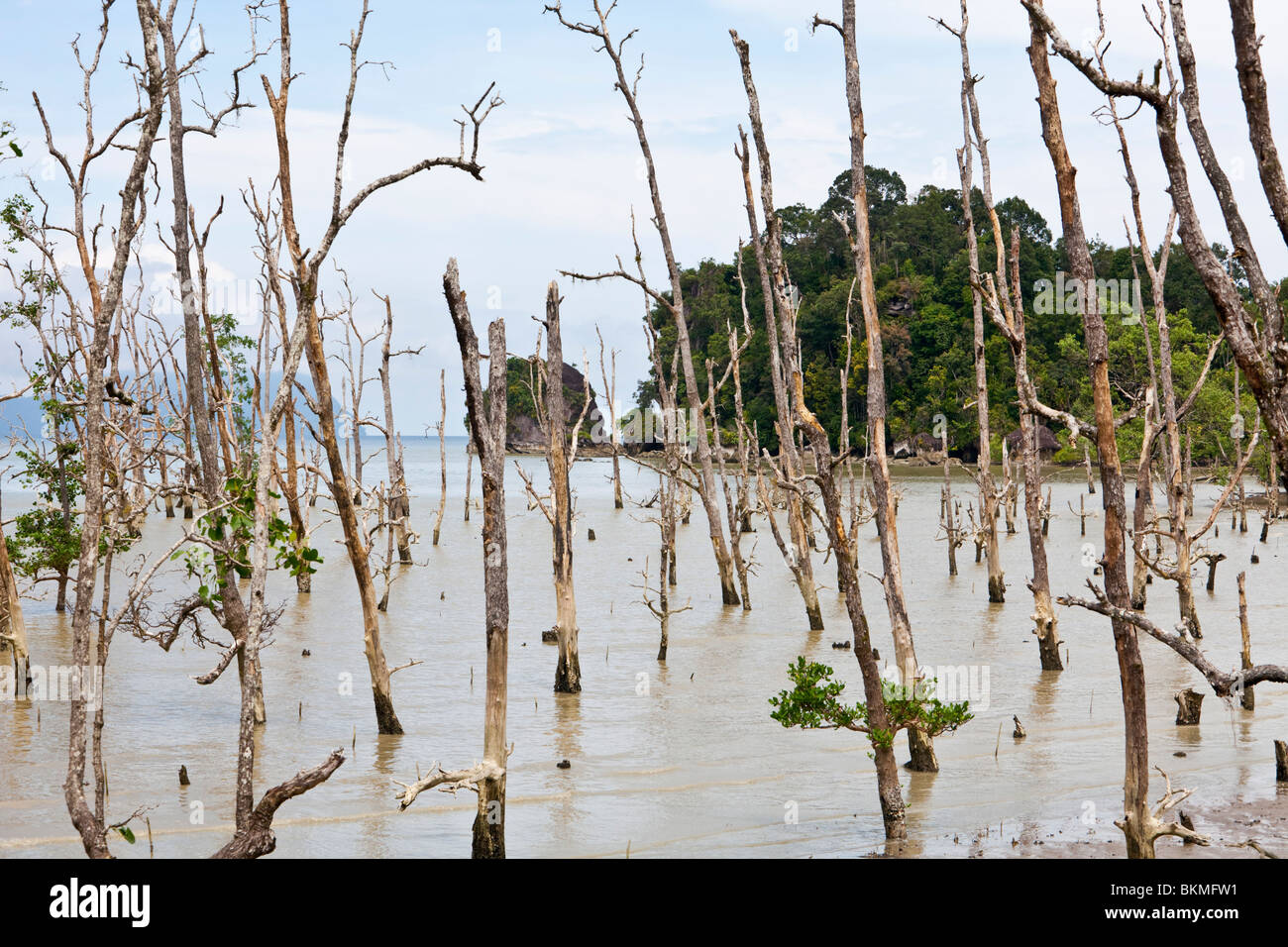 Les mangroves au parc national de Bako. Créé en 1957, le parc est le plus ancien de Sarawak. Kuching, Sarawak, Bornéo, Malaisie Banque D'Images
