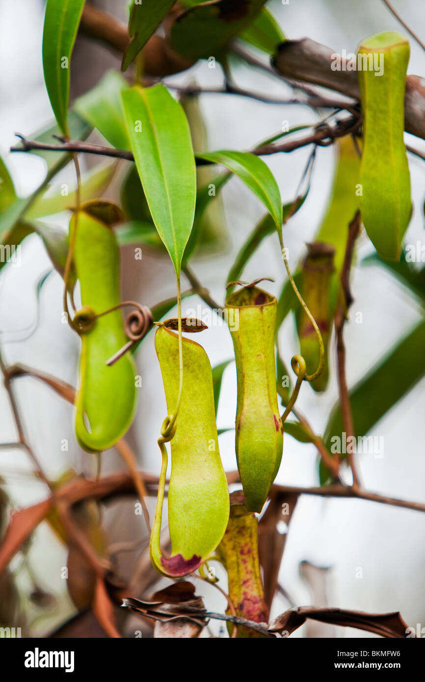 Plante carnivore Nepenthes albomarginata pitcher () dans Parc national de Bako. Kuching, Sarawak, Bornéo, Malaisie. Banque D'Images