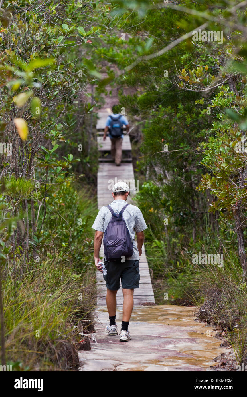 La randonnée à travers la forêt « kerangas » (sur un sentier dans le parc national de Bako. Kuching, Sarawak, Bornéo, Malaisie. Banque D'Images