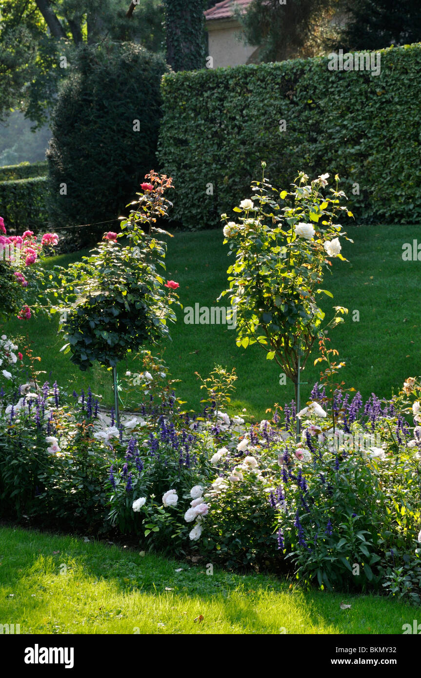 Jardin de roses d'automne avec la moitié roses standard Banque D'Images
