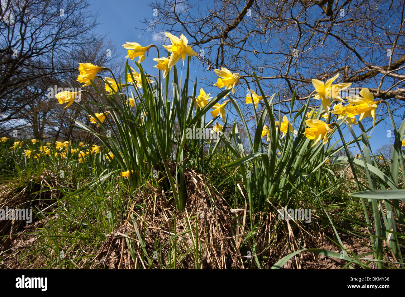 Les jonquilles sauvages dans Farndale Farndale SSSI et réserve naturelle, North York Moors National Park Banque D'Images