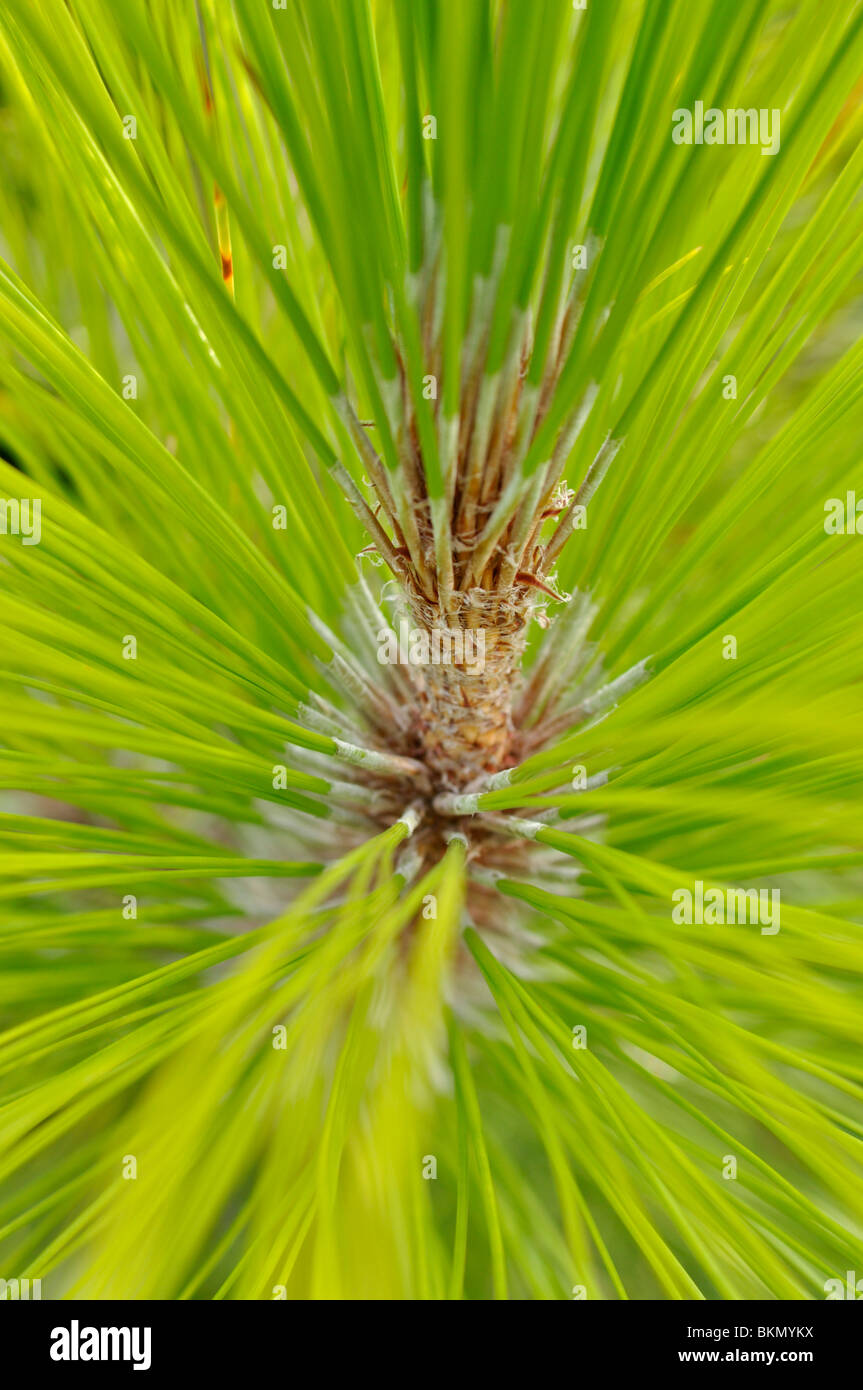 Chir pin (Pinus roxburghii) Banque D'Images
