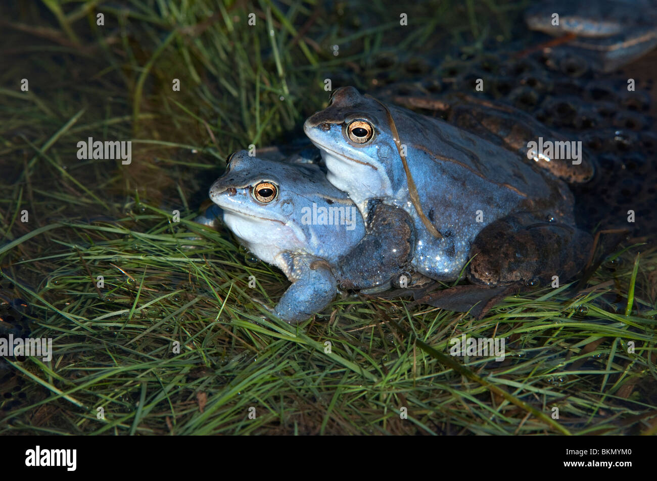 Moor Frog (Rana arvalis). Deux hommes de couleur bleu en eau peu profonde. Banque D'Images