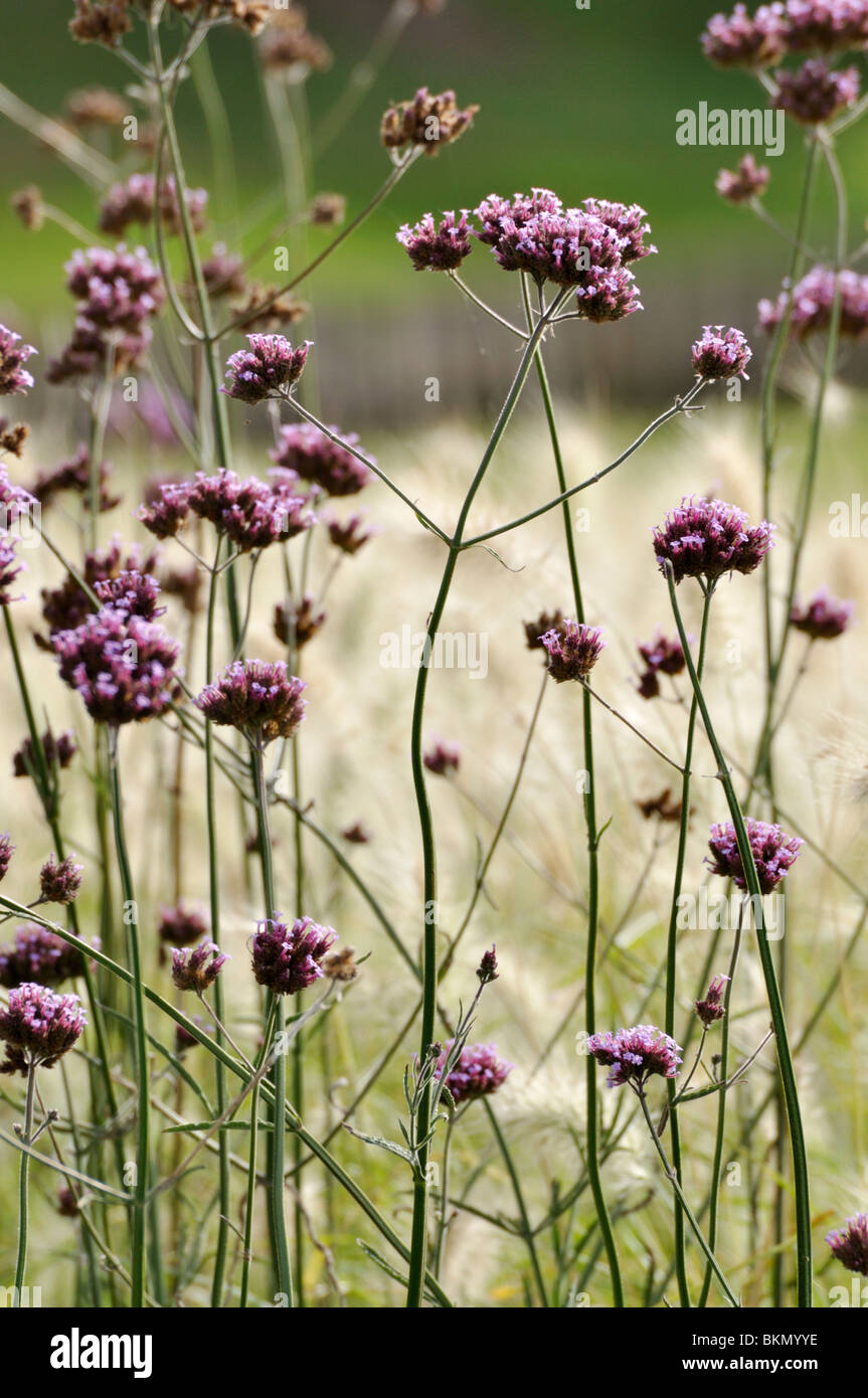 Purpletop verveine (Verbena bonariensis) Banque D'Images