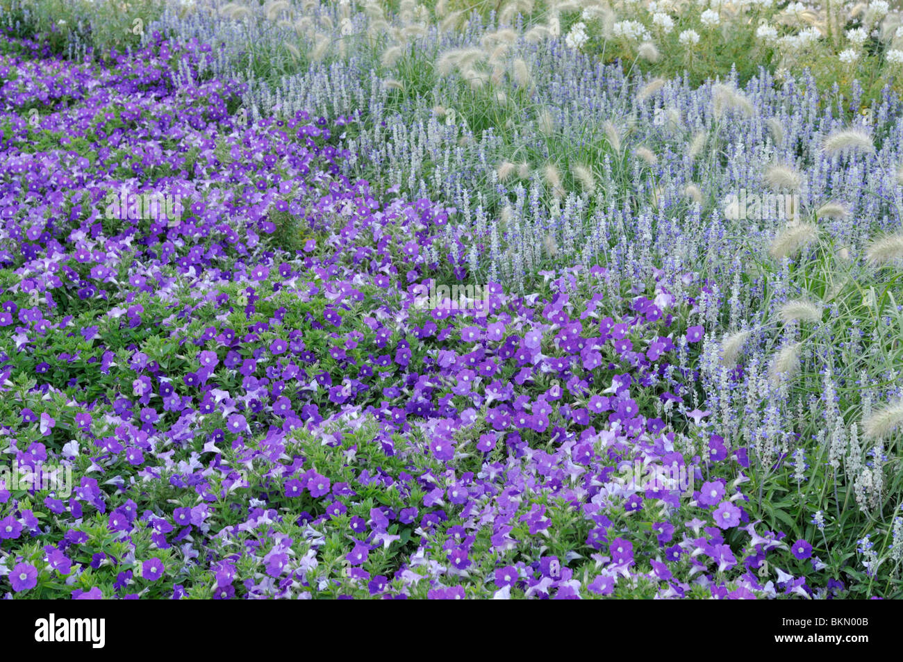 Pétunia (petunia surfinia patio lavande), similaire à de la sauge (Salvia farinacea) et actaeon (herbe Pennisetum villosum) Banque D'Images