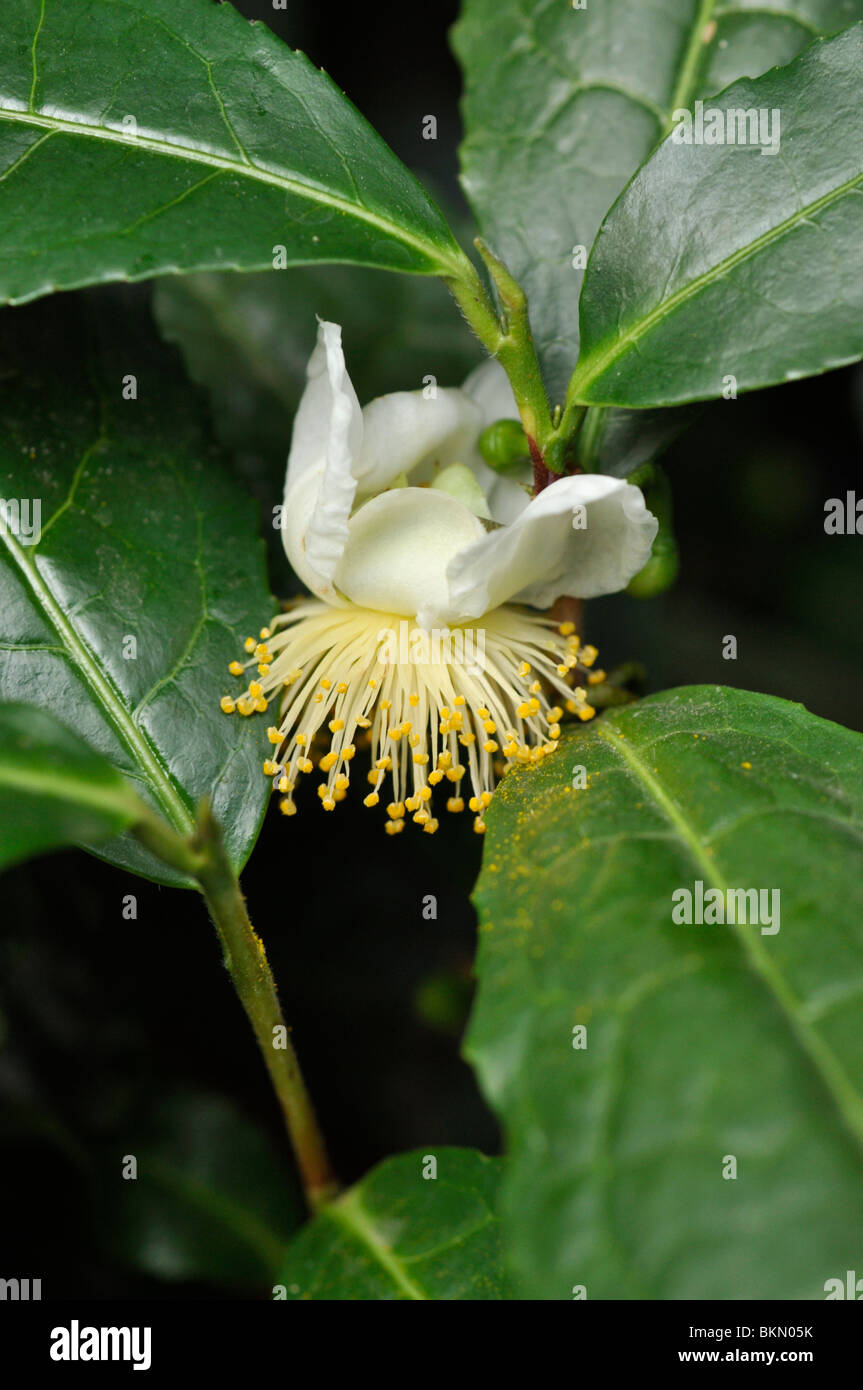 Usine de thé (Camellia sinensis) Banque D'Images