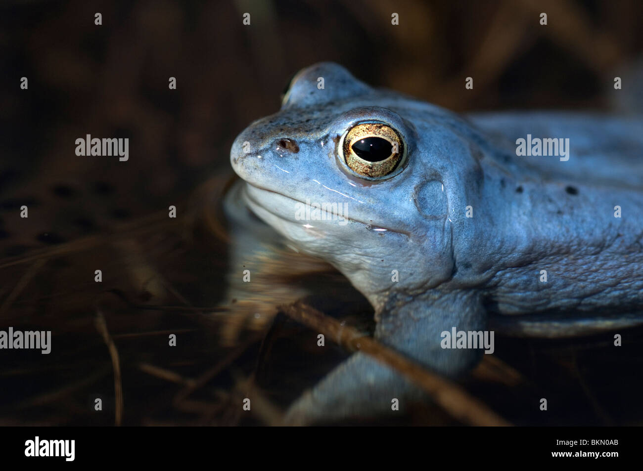 Moor Frog (Rana arvalis), portrait d'homme de couleur bleue. Banque D'Images