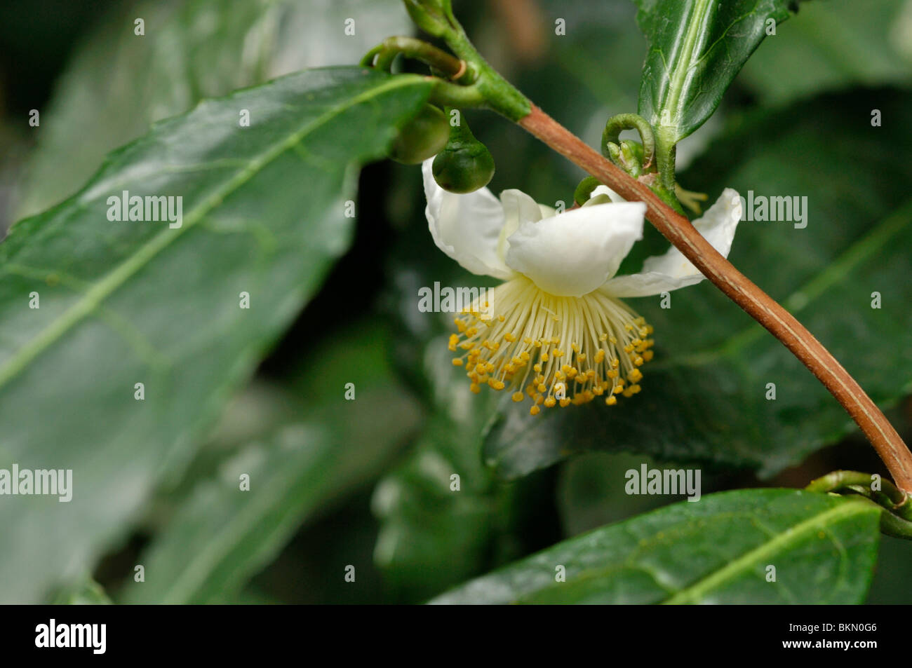 Usine de thé (Camellia sinensis) Banque D'Images