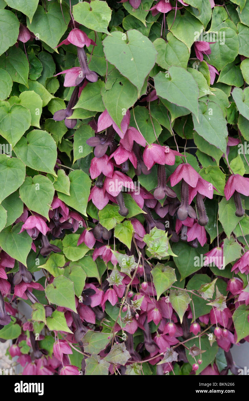 Bell purple vine (Tigridia pavonia) Banque D'Images